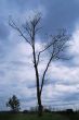 silhouette of dead tree