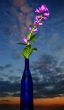 Bellflowers in bottle