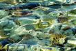 Coral reef, refraction