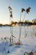 Winter, sunset, reed