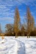 Winter, snow, pathway, poplars