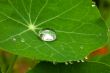 Drop on a leaf (Macro)
