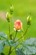Water drops on rosebuds