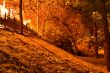 Night gold
