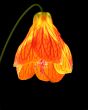 Abutilon as a lantern