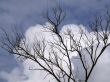 Branch in the sky