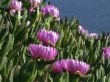 Fucsia flowers