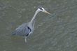 Great gray heron