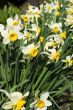 Spring again!