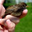 bird in hand