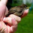 bird in hand