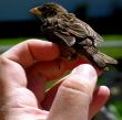 bird in hand