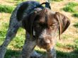 Wirehair Puppy