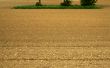 Field with grass