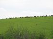 Cows on a meadow