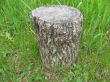An old stub of a tree in the grass