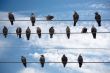 Birds on a Wire.