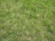 grass texture from a park
