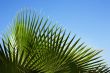 Palm`s pattern