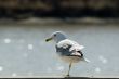 One Legged Seagull