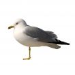 Isolated Seagull