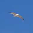 Flying Seagull