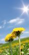 dandelion