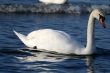 Graceful white swan on a water of lake