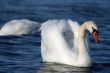 Graceful white swan on a water of lake