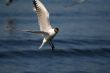 white beautiful seagull above water fliying