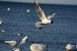 white beautiful seagull above water fliying