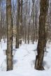 Forest in springtime during maple syrup season