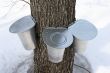 Pails on a maple tree for collecting sap