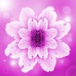one pink flower of peach