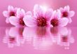 pink flowers in water