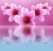 flowers of peach