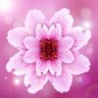 one pink flower of peach