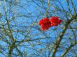 Snowball tree