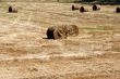 Hay field in summer