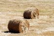 Hay field in summer