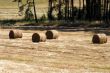 Hay field in summer