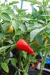 young red pepper