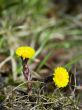 The first spring flowers close up