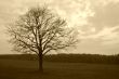 green hills and tree