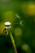 Two Dandelion seeds