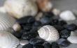 shells and stones