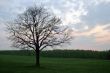green hills and tree
