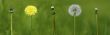 dandelion