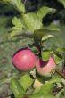 Two apples