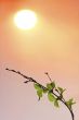 Tree and sun